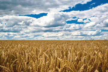 field of wheat