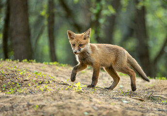 Cute young red fox in the forest ( Vulpes vulpes )