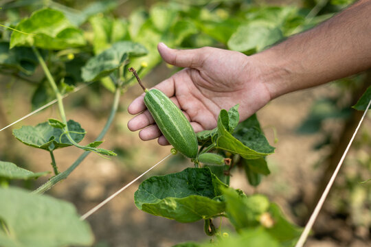 Hand holding green pointed gourd in vegetable garden