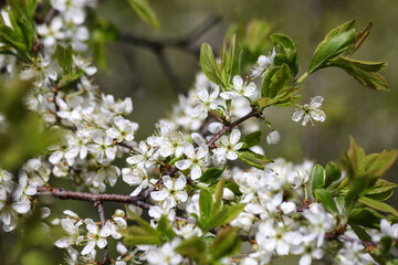 Blossoming branch of fruit tree with beautiful white flowers as a background