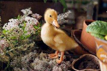 Portrait of pretty duckling standing on plants on terrace. Yellow baby duckling standing mouth open