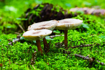 mushrooms in the forest