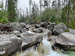 mountain river in the forest