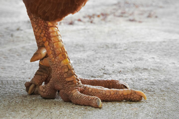 Rooster leg with spurs closeup. Fighting rooster feet with long, sharp spurs showing the nails....