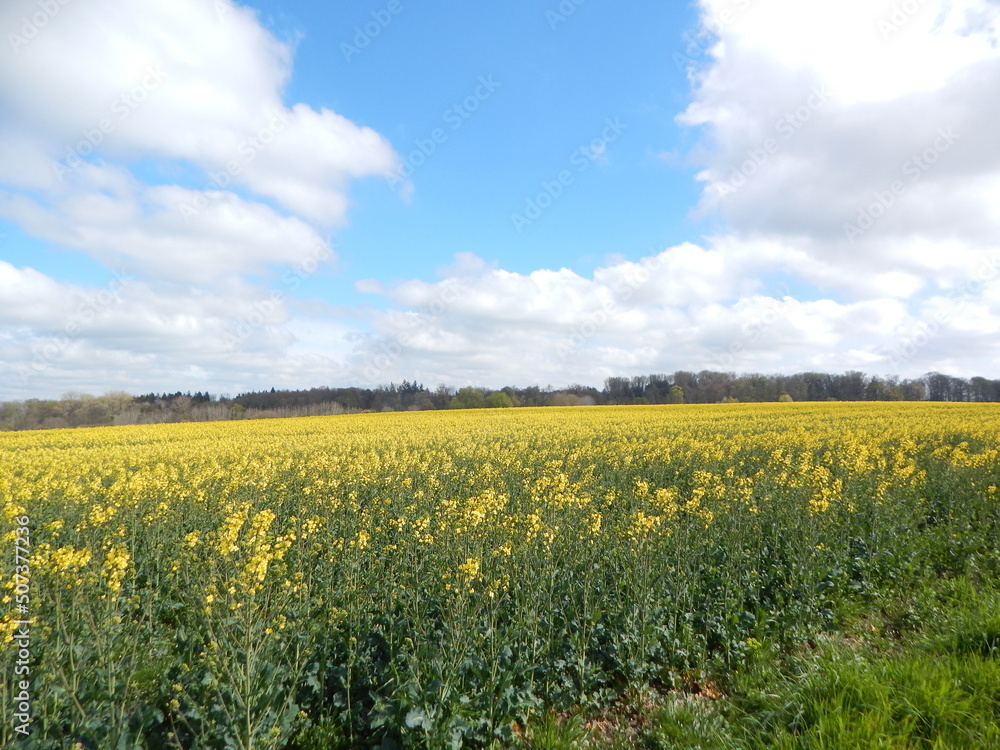 Sticker field and sky