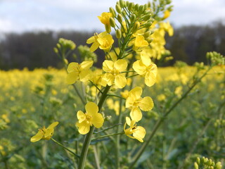 field of flowers