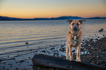 yellow dog on lake at sunset