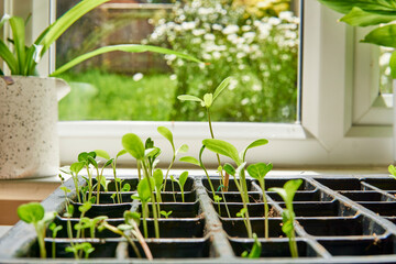 plant seedlings growing in a propagation tray