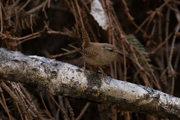 Small Eurasian wren, Troglodytes troglodytes perched in a thicket in Estonian boreal forest	