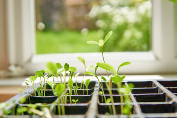 plant seedlings growing in a propagation tray