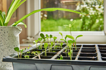 plant seedlings growing in a propagation tray