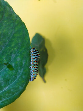 heliothis. Colorful worm eating green leaf