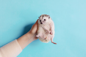 Cute hedgehog. Portrait of pretty curious muzzle of animal. Favorite pets. Atelerix, African...