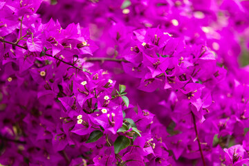 Fototapeta na wymiar Violet bougainvillea flowers, ivy flowers