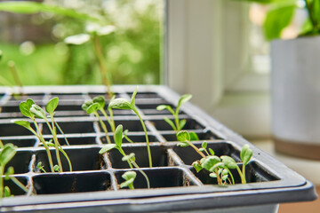 plant seedlings growing in a propagation tray
