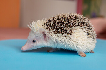 Cute hedgehog. Portrait of pretty curious muzzle of animal. Favorite pets. Atelerix, African hedgehogs. Selective focus. High quality photo