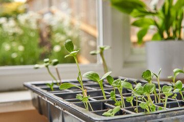 plant seedlings growing in a propagation tray