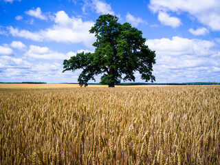 Oak Tree in wheat field