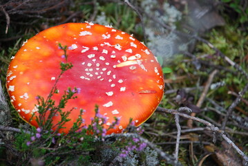 A large fly agaric grows in the forest. In a pine forest among moss, heather and fallen branches and needles, a large poisonous mushroom has grown with a red cap with a white dot and a white leg.