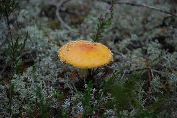 A large fly agaric grows in the forest. In a pine forest among moss, heather and fallen branches and needles, a large poisonous mushroom has grown with a red cap with a white dot and a white leg.