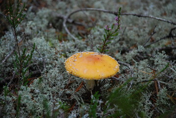 A large fly agaric grows in the forest. In a pine forest among moss, heather and fallen branches and needles, a large poisonous mushroom has grown with a red cap with a white dot and a white leg.