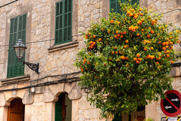 Fototapeta na wymiar Mandarin tree with fruits on Spanish tree street