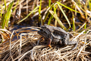European common frogs mating on a warm spring day in Estonia