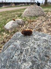 acorn on a rock