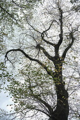 Ein Pappelbaum mit wenige gelbe und grüne Blätter von unten fotografiert auf dem Hintergrund vom hell blauen Himmel. 