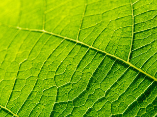 bright macro photo of green fresh leaf