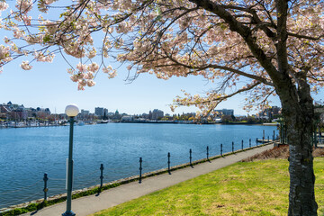 Plakat Songhees Point Park Walkway. Full bloom cherry blossom during springtime. Victoria Inner Harbour. Victoria, BC, Canada.
