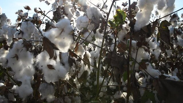 Cotton field in israel, blowing in the wind, ready for harvesting. dolly out