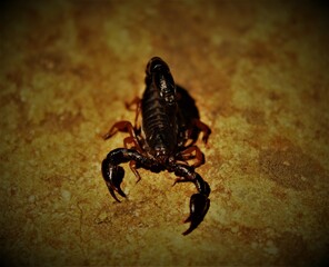 scorpion