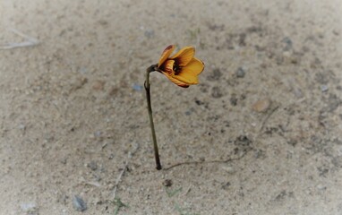yellow flower on the ground
