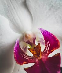 orchid