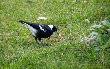 Australian Magpie (Gymnorhina tibicen)