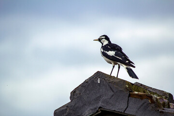Australian Magpie-Lark (Grallina cyanoleuca)