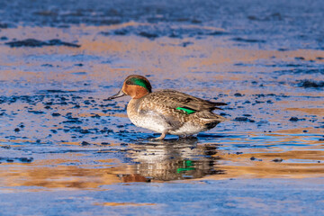 A Green-winged Teal in a semi-frozen colorful lake on a cold Winter's day, walking towards the light as the sun begins to set.
