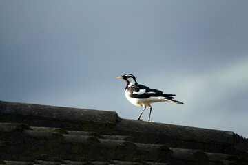 Australian Magpie-Lark (Grallina cyanoleuca)