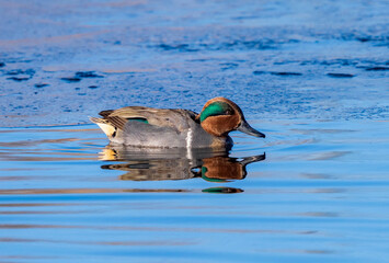 Close up of a Green-winged Teal floating peacefully in a blue, icy lake in Wintertime.