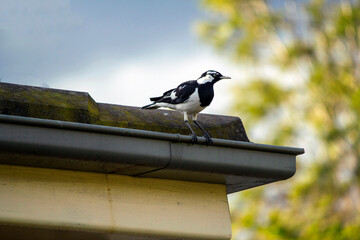 Australian Magpie-Lark (Grallina cyanoleuca)