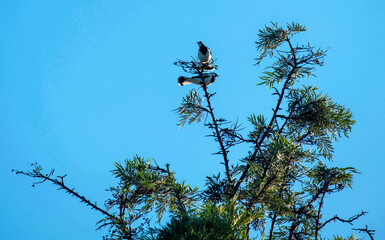 Australian Magpie-Lark (Grallina cyanoleuca)