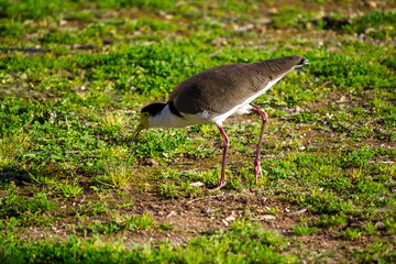 Australian Masked Lapwing (Vanellus miles)