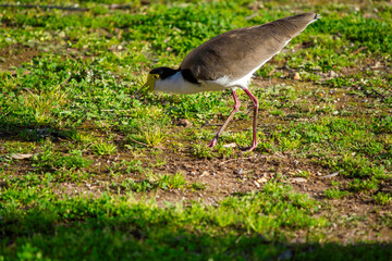 Australian Masked Lapwing (Vanellus miles)
