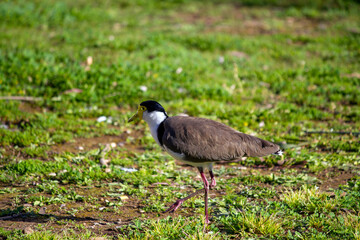 Australian Masked Lapwing (Vanellus miles)