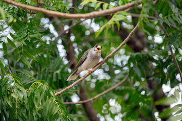 Noisy Miner (Manorina melanocephala)