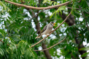 Noisy Miner (Manorina melanocephala)