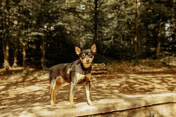 portrait of a dog