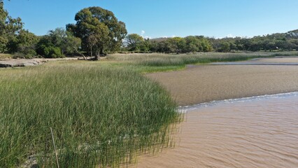 PLAYA DE ARAENA Y ARBOLES