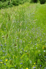 A patch of blue-eyed grass flowers in bloom mid springtime. Latin name Sisyrinchium augustifolium. 